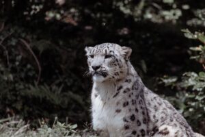 Ξεκαρδιστικό βίντεο: Όταν η λεοπάρδαλη συνάντησε μία κολοκύθα