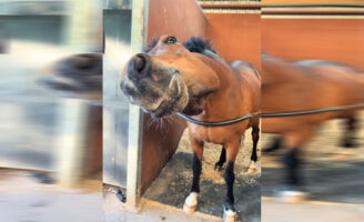 Ξεκαρδιστικό βίντεο: Το άλογο με τις πιο αστείες χορευτικές κινήσεις στο TikTok