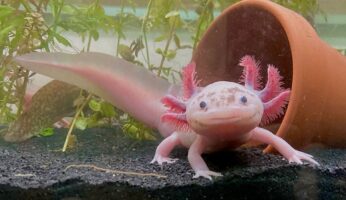 Το axolotl κινδυνεύει με εξαφάνιση – Το μικροσκοπικό «τέρας του νερού» μπορεί να αναγεννά τα άκρα του