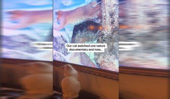Επικό βίντεο: Γατούλα είδε ντοκιμαντέρ και τώρα νομίζει ότι είναι Λυγξ