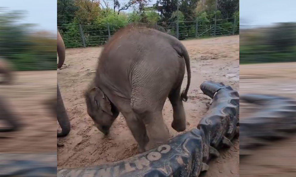Ελεφαντάκι