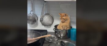 Ξεκαρδιστικό βίντεο με γάτα που έχει βρει το πιο απίθανο μέρος για ύπνο