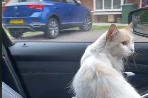 Ξεκαρδιστικό βίντεο με γάτα που αποφασίζει να γυρίσει σπίτι με το αμάξι