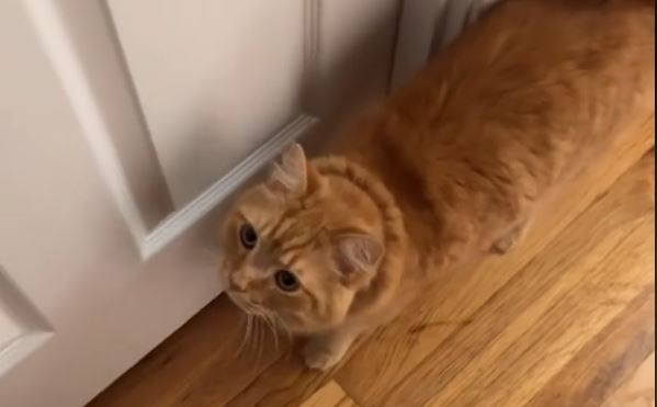 πορτοκαλί γάτα