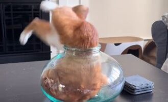 Ξεκαρδιστικό βίντεο: Γάτα προσπαθεί να χωρέσει σε βάζο