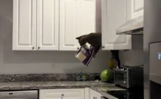 Επικό βίντεο: Γάτα έτοιμη για το Mission Impossible – Δείτε την εν δράσει