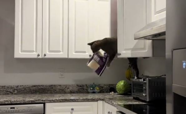 Γάτα Mission Impossible