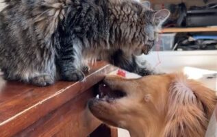 Ξεκαρδιστικό βίντεο: Σκύλος και γάτα έχουν γίνει κολλητοί – Το αξιολάτρευτο παιχνίδι τους