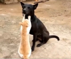 Γάτα κάνει μασάζ σε σκύλο σαν επαγγελματίας – Ξεκαρδιστικό βίντεο