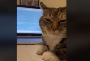 Ξεκαρδιστικό βίντεο: Γάτα «ροκάρει» ακούγοντας Taylor Swift