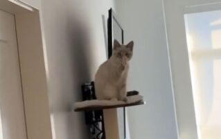 Αξιολάτρευτο βίντεο: Γατούλης χαιρετάει τον ιδιοκτήτη του που φεύγει για δουλειά