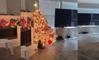 Ξεκαρδιστικό βίντεο: Γατούλα τα «έβαλε» με χριστουγεννιάτικο δέντρο