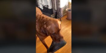 Χαριτωμένο βίντεο: Λαμπραντόρ βοηθά το αφεντικό του να ετοιμαστεί