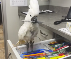 Παπαγάλος κλέβει τον… κτηνίατρο και «ρίχνει» το διαδίκτυο – Ξεκαρδιστικό βίντεο