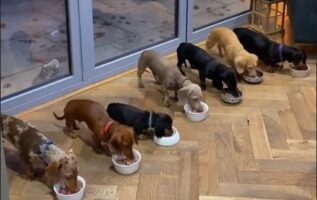 Αξιολάτρευτο βίντεο: 7 πειθαρχημένα σκυλιά wiener περιμένουν την εντολή της μαμά τους για να φάνε