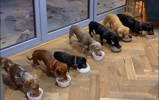 Σκυλάκια wiener