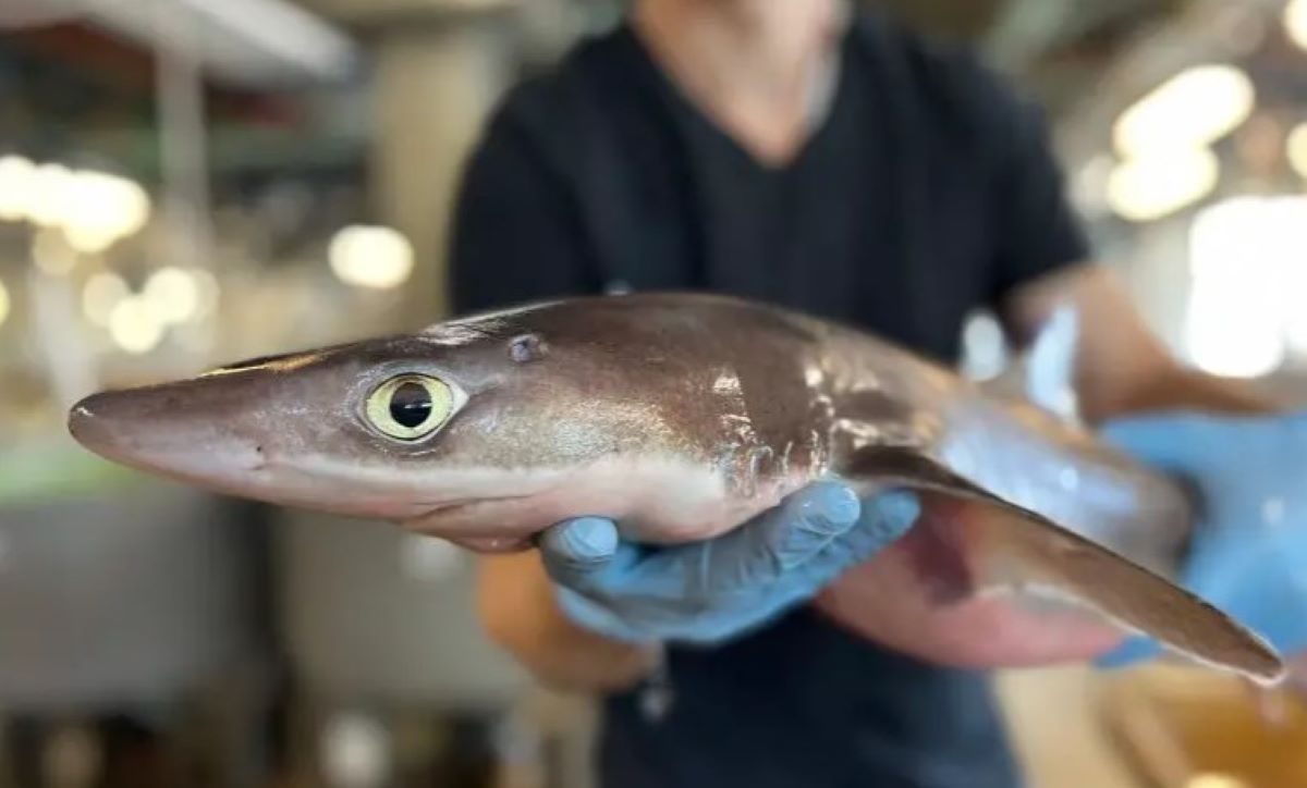 καρχαρίας δέρμα σκυλόψαρο