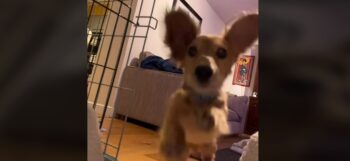 Σκύλος πηγαίνει για ύπνο και κάνει τους πάντες να σκάσουν στα γέλια – βίντεο