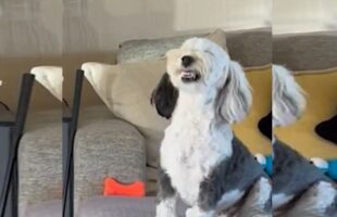 Ξεκαρδιστικό βίντεο: Σκυλίτσα χαμογελάει και φτερνίζεται ταυτοχρόνως όταν είναι χαρούμενη