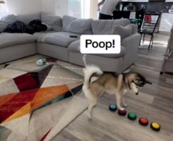 Ξεκαρδιστικό βίντεο – Σκύλος που «μιλάει» λέει στους κηδεμόνες του πότε πρέπει να αλλάξουν την πάνα του μωρού τους