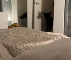 Έχετε σκύλο; Αυτό το ξεκαρδιστικό βίντεο δείχνει γιατί δεν πρέπει να αναπνέετε βαριά