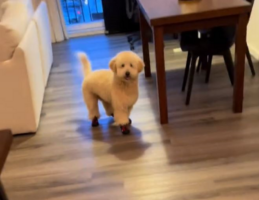 Ξεκαρδιστικό βίντεο: Η αντίδραση του σκύλου όταν φοράει παπούτσια για πρώτη φορά – «Έγινε λαγουδάκι»