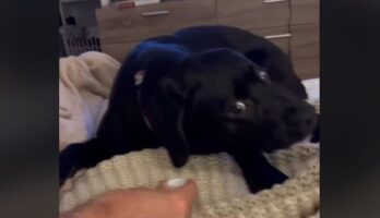 Ξεκαρδιστικό βίντεο: Η αντίδραση ενός λαμπραντόρ όταν ήπιε ανθρακούχο νερό
