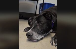 Σπαρακτικό βίντεο: Σκύλος επέστρεψε στο καταφύγιο 10 χρόνια μετά την υιοθεσία του