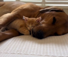 Ο έρωτας μικροσκοπικής γάτας και σκύλου – Απολαυστικό βίντεο