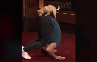 Εντυπωσιακό βίντεο: Σκύλος μάγεψε το κοινό του Jimmy Fallon με τις ακροβατικές του ικανότητες