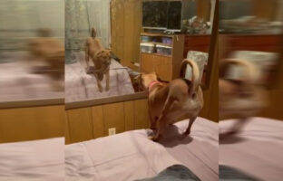 Ξεκαρδιστικό βίντεο: Η επική αντίδραση μίας σκυλίτσας όταν βλέπει το είδωλό της στον καθρέφτη