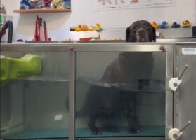 Ξεκαρδιστικό βίντεο: Μπερδεμένο λαμπραντόρ δεν καταλαβαίνει πώς λειτουργεί η υδροθεραπεία