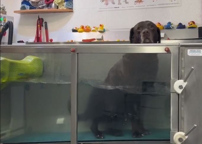 Σκύλος Υδροθεραπεία