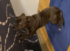 Ο σκύλος… νίντζα –  Ξεκαρδιστικό βίντεο