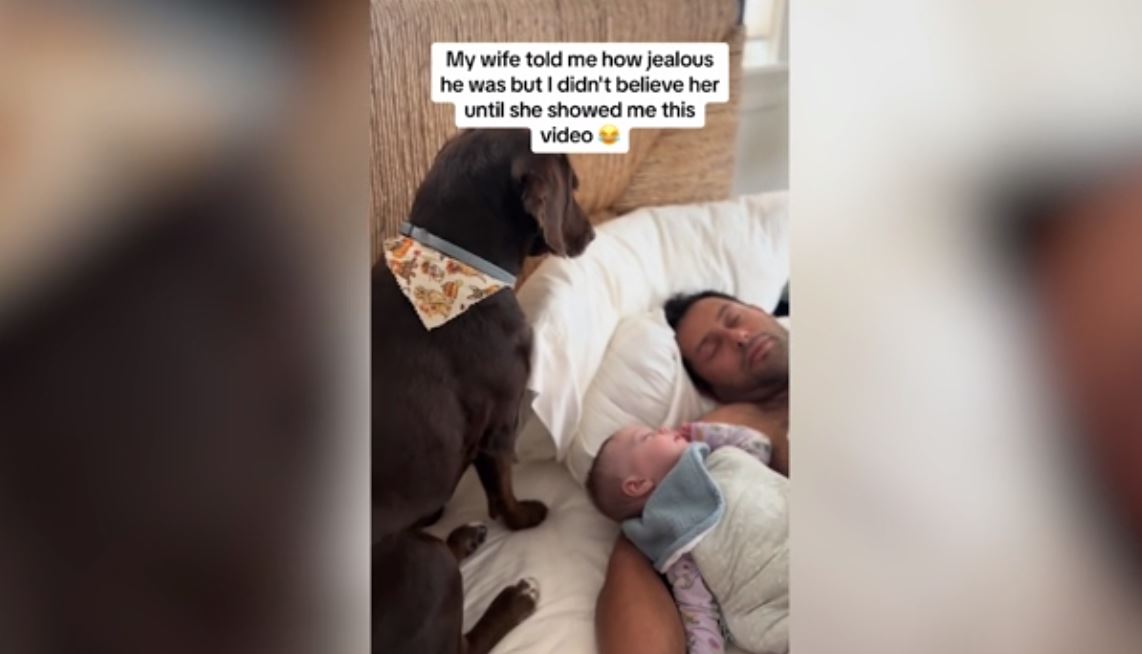 Ζηλιάρης σκύλος