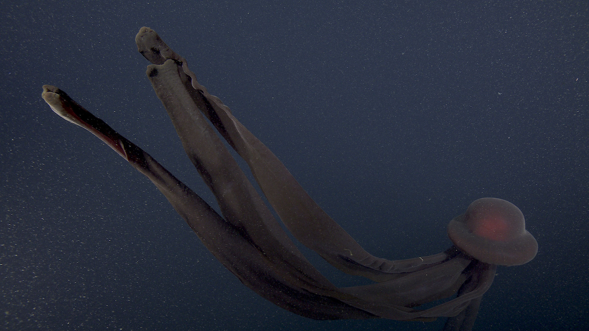 γιγαντιαία μέδουσα φάντασμα - Stygiomedusa gigantea