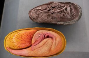 Τέλεια διατηρημένο έμβρυο δεινοσαύρου βρέθηκε σε απολιθωμένο αυγό