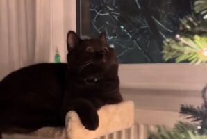 Αξιολάτρευτο βίντεο: Γατούλης «τρελάθηκε» βλέποντας το χριστουγεννιάτικο δέντρο για πρώτη φορά