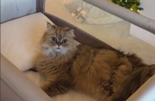 Αξιολάτρευτο βίντεο: Γατούλης νομίζει ότι όλα τα βρεφικά πράγματα είναι δικά του