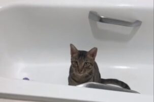 Σπαρακτικό βίντεο: Γατούλης κοιμάται κάθε βράδυ μόνος του σε μία μπανιέρα