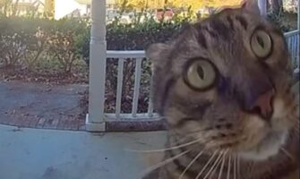 Ξεκαρδιστικό βίντεο: «Ευγενική» γάτα χτυπάει το κουδούνι για να μπει στο σπίτι