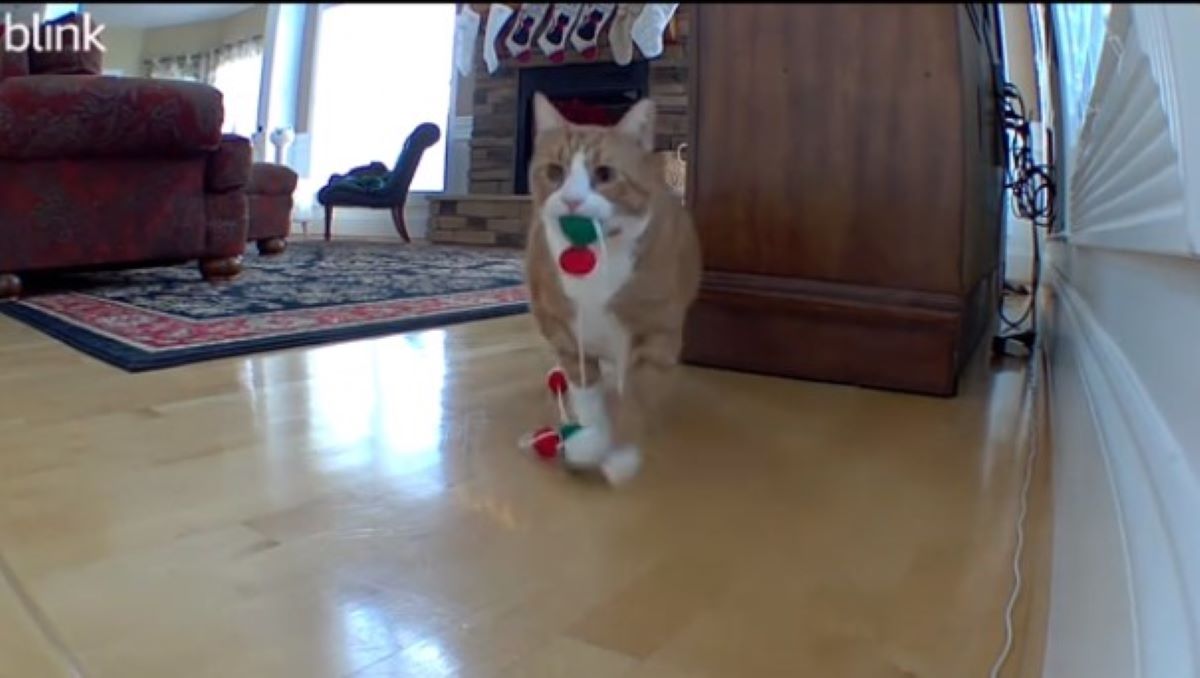 γατούλης χριστουγεννιάτικα στολίδια