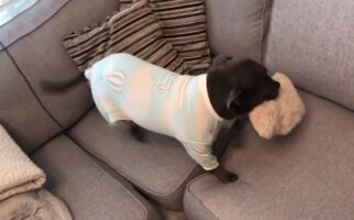Αξιολάτρευτο βίντεο: Σκύλος με ολόσωμη πιτζάμα ψάχνει το ιδανικό σημείο για να ξαπλώσει
