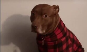 Ξεκαρδιστικό βίντεο: Η έκφραση ενός πίτμπουλ όταν κατάλαβε ότι το νέο κουτάβι δεν είναι απλώς ένας επισκέπτης