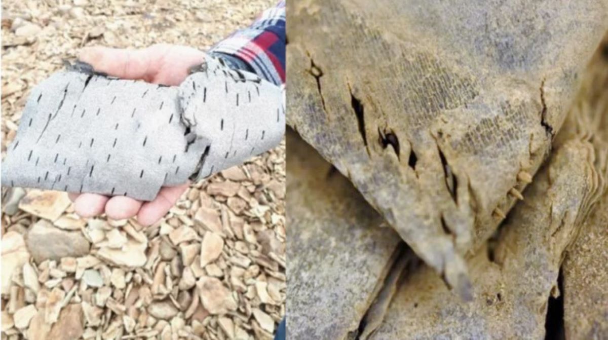 Ιδιαίτερο ενδιαφέρον για τους ερευνητές έχουν δύο δοχεία από φλοιό σημύδας, που πιστεύεται ότι είναι περίπου 2.000 ετών.