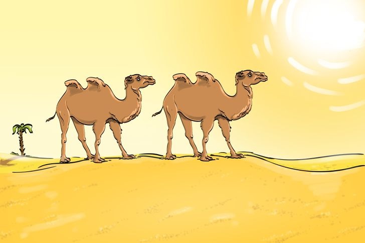 Τεστ IQ λάθος καμήλες
