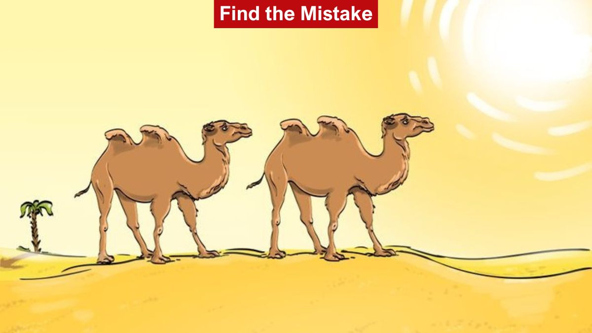 Τεστ IQ λάθος καμήλες