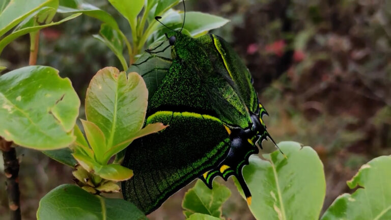 Πεταλούδα Βασίλισσα