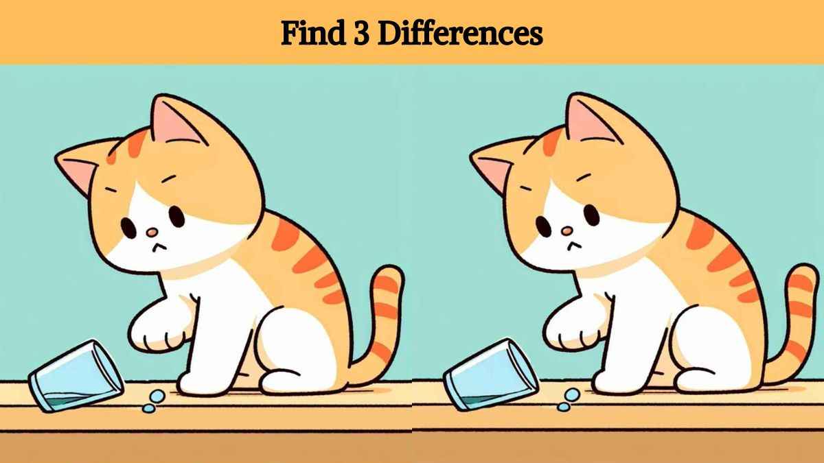 Τεστ παρατηρητικότητας, διαφορές, γάτα