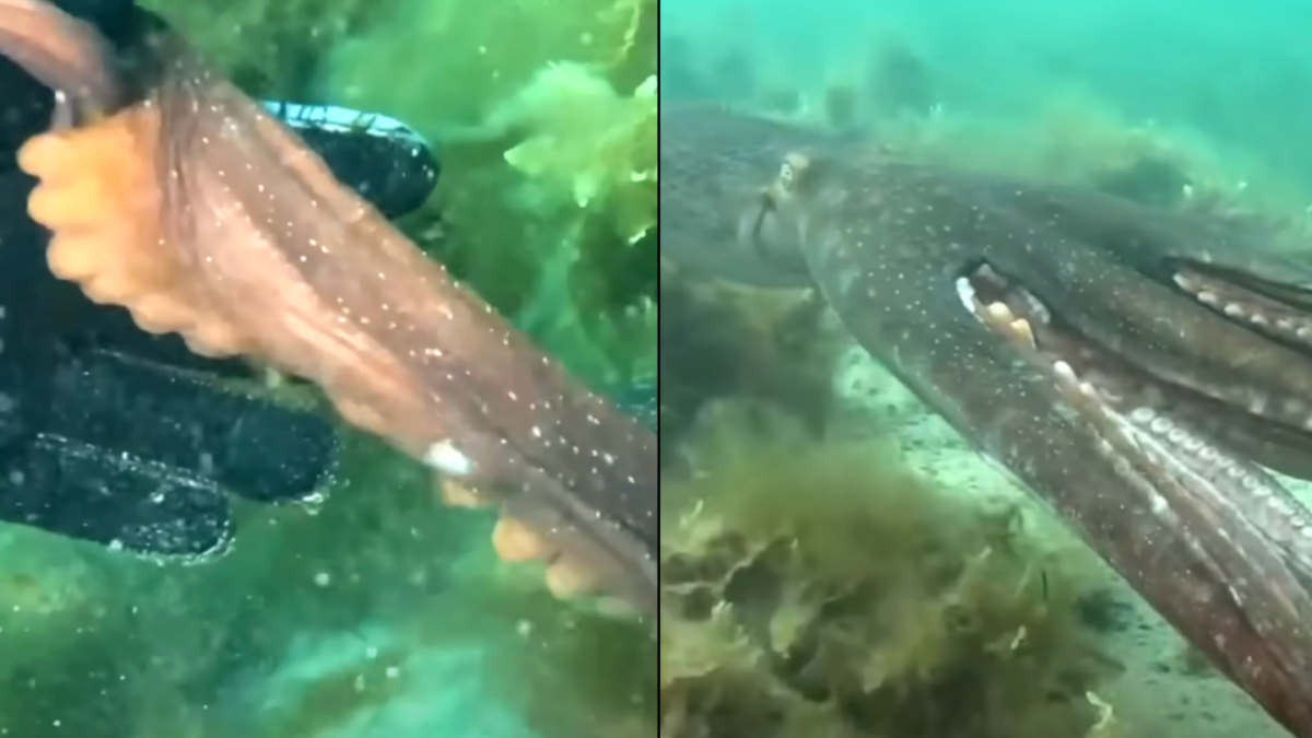 χταπόδι θησαυρός